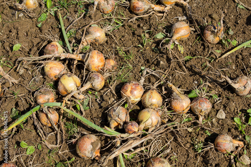 Harvest of organic onion on the ground.