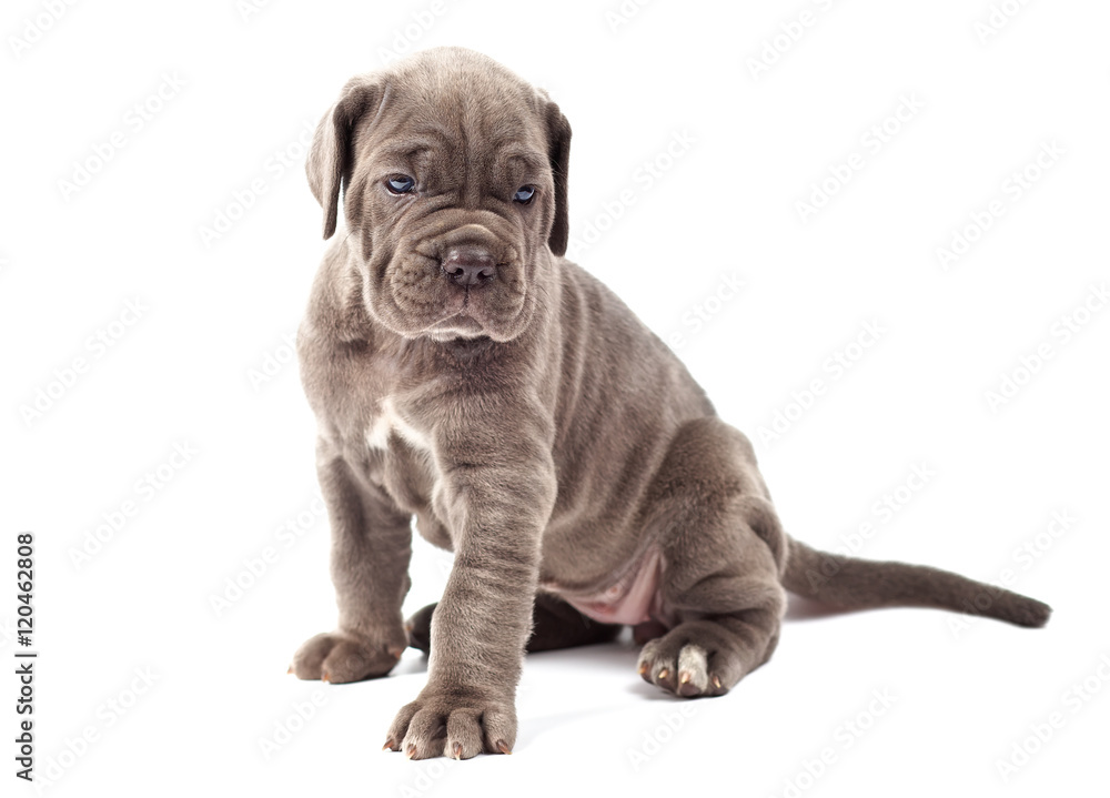 Obraz premium Beautiful young puppy italian mastiff cane corso (1 month)