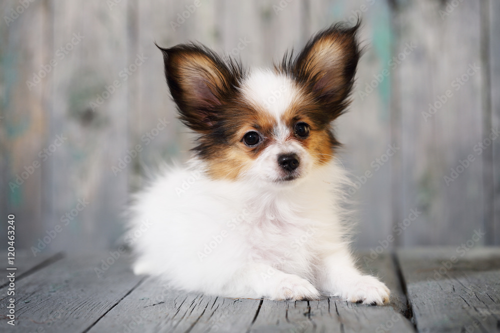 Portrait of a cute little puppy Papillon Portrait of a cute little puppy Papillon