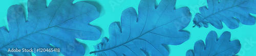 header ombre pale blue  old dry autumn oak leaves