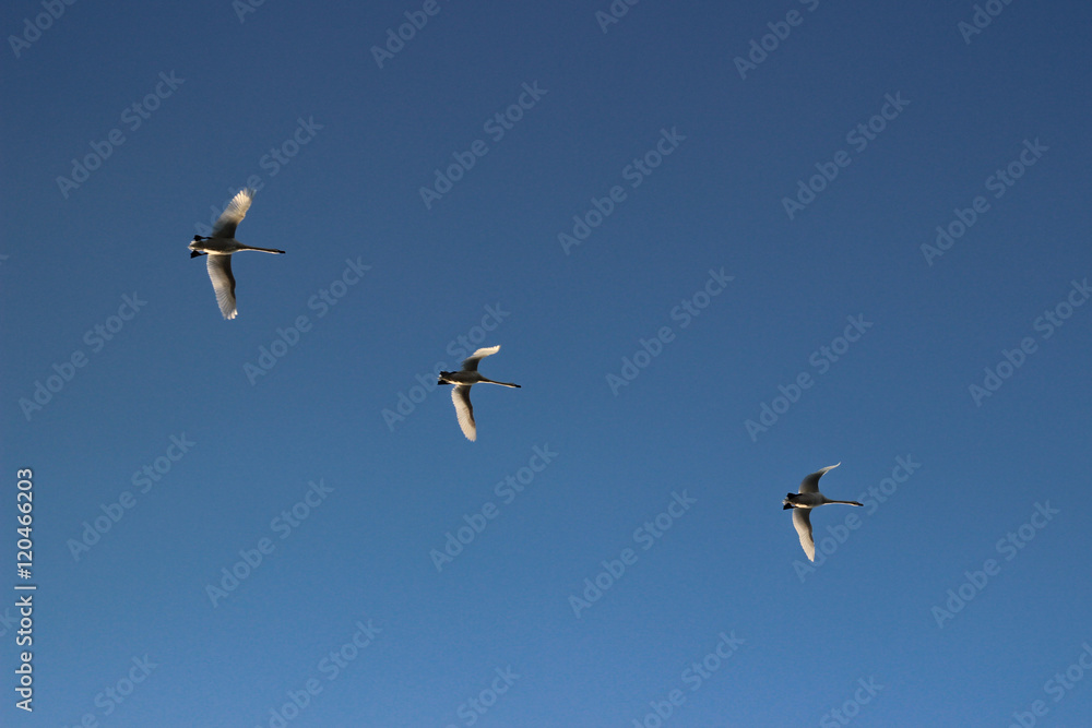 Three swans flying in a clear blue sky in autumn Three swans flying in a clear blue sky in autumn