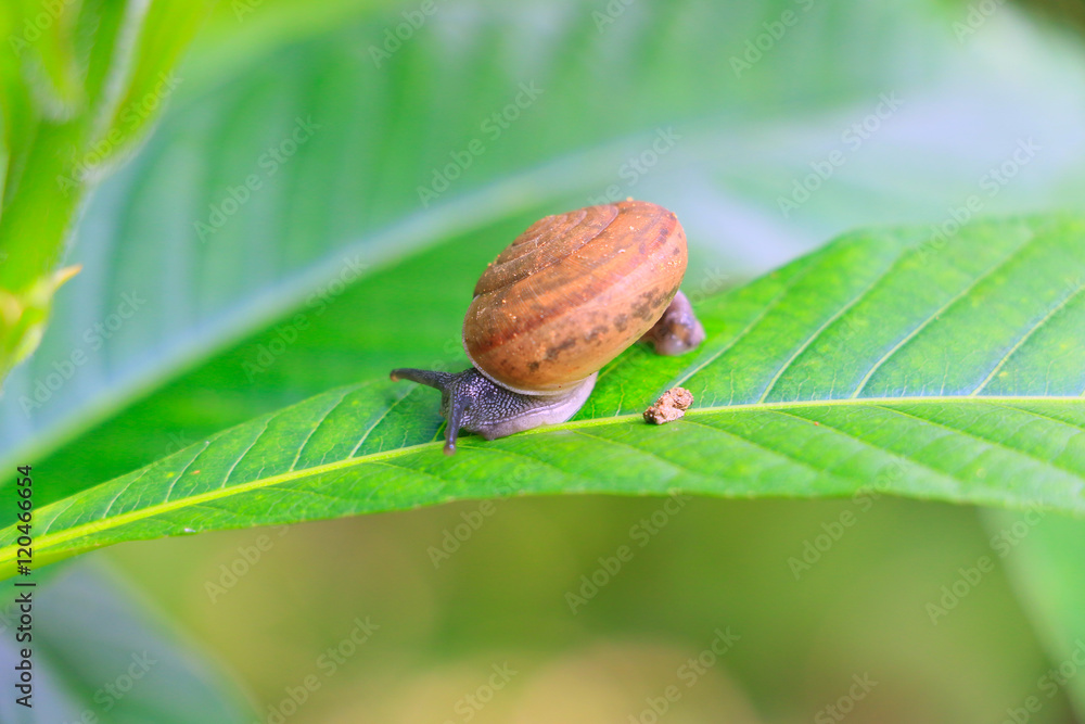 Snail in the garden on green leaf Snail in the garden on green leaf