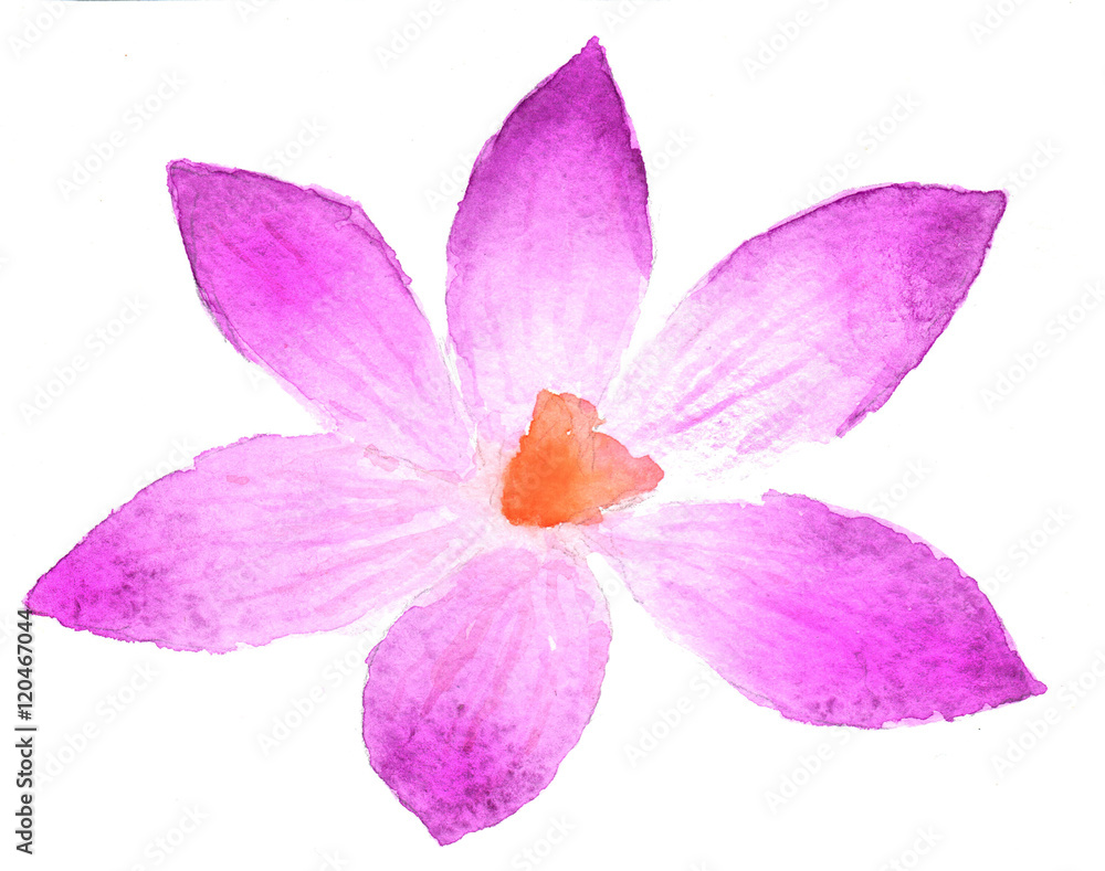 Obraz premium Pink flower in watercolor