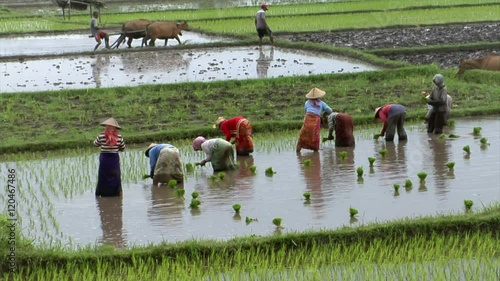 10014 Bali rice field
no recognizeable persons