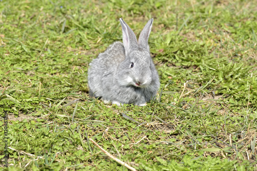 Little rabbits sitting outdoors in spring Little rabbits sitting outdoors in spring