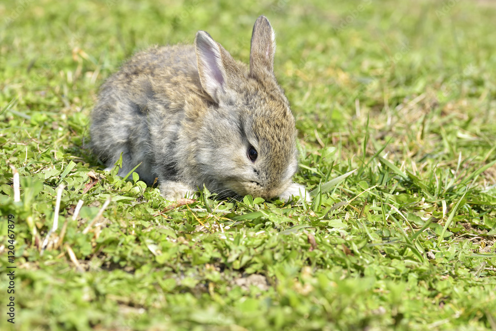 Little rabbits sitting outdoors in spring Little rabbits sitting outdoors in spring