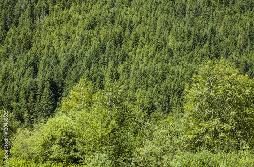 Wald © Friedberg