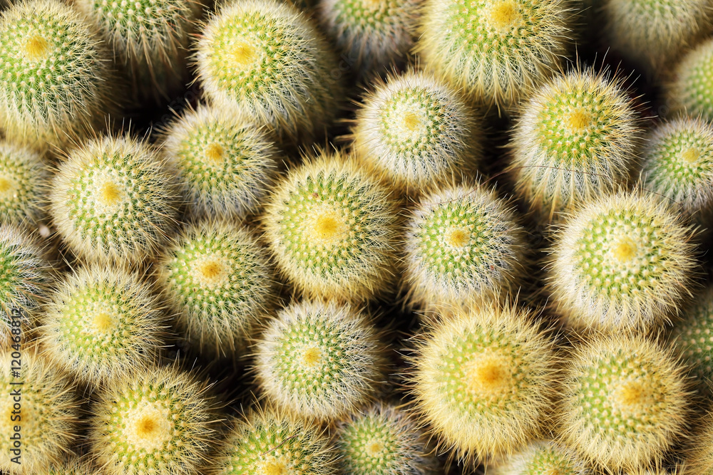 pattern of cactus at flower market pattern of cactus at flower market