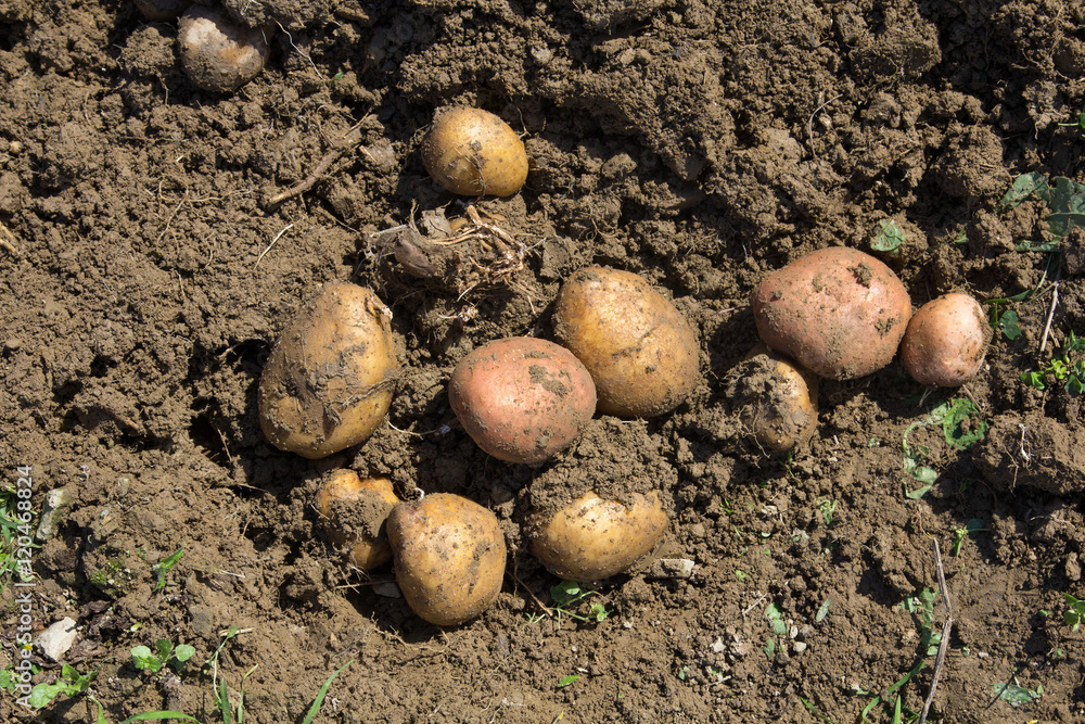 Harvesting potatoes - selective focus Harvesting potatoes - selective focus