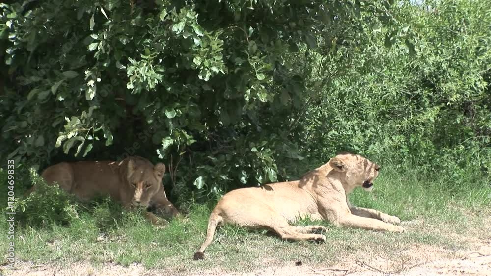 Lion wild dangerous mammal africa savannah Kenya Lion wild dangerous mammal africa savannah Kenya