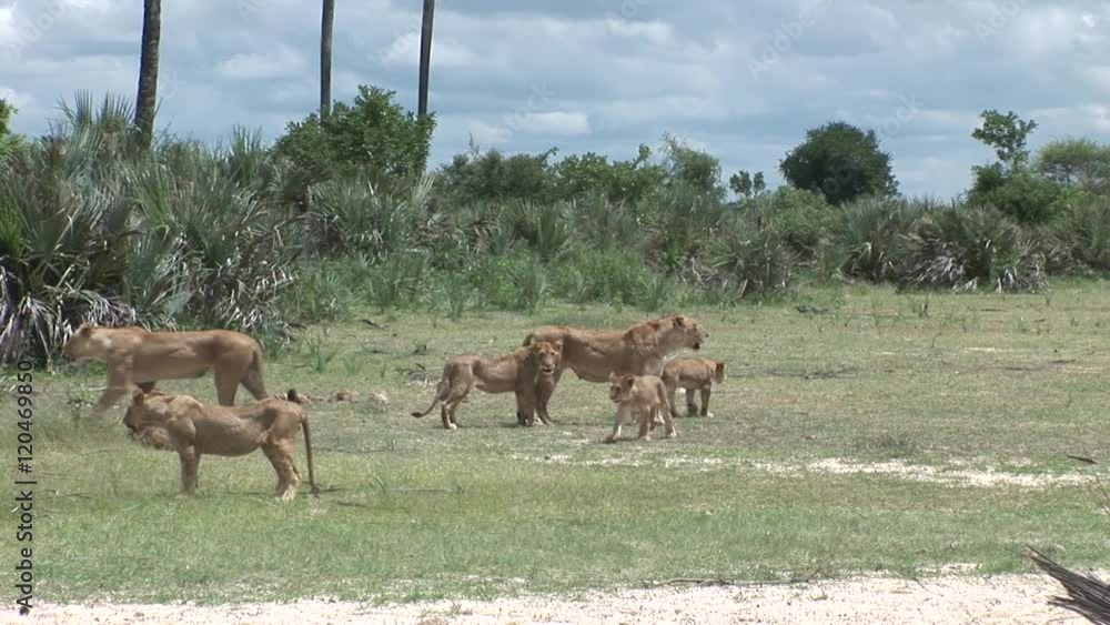 Lion wild dangerous mammal africa savannah Kenya Lion wild dangerous mammal africa savannah Kenya