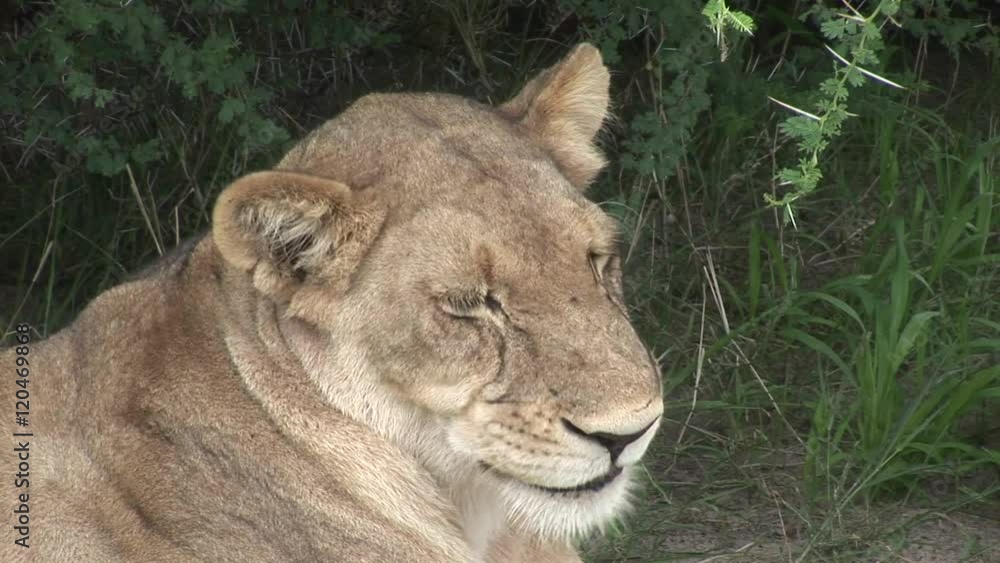 Lion wild dangerous mammal africa savannah Kenya Lion wild dangerous mammal africa savannah Kenya