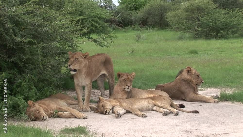 Lion wild dangerous mammal africa savannah Kenya