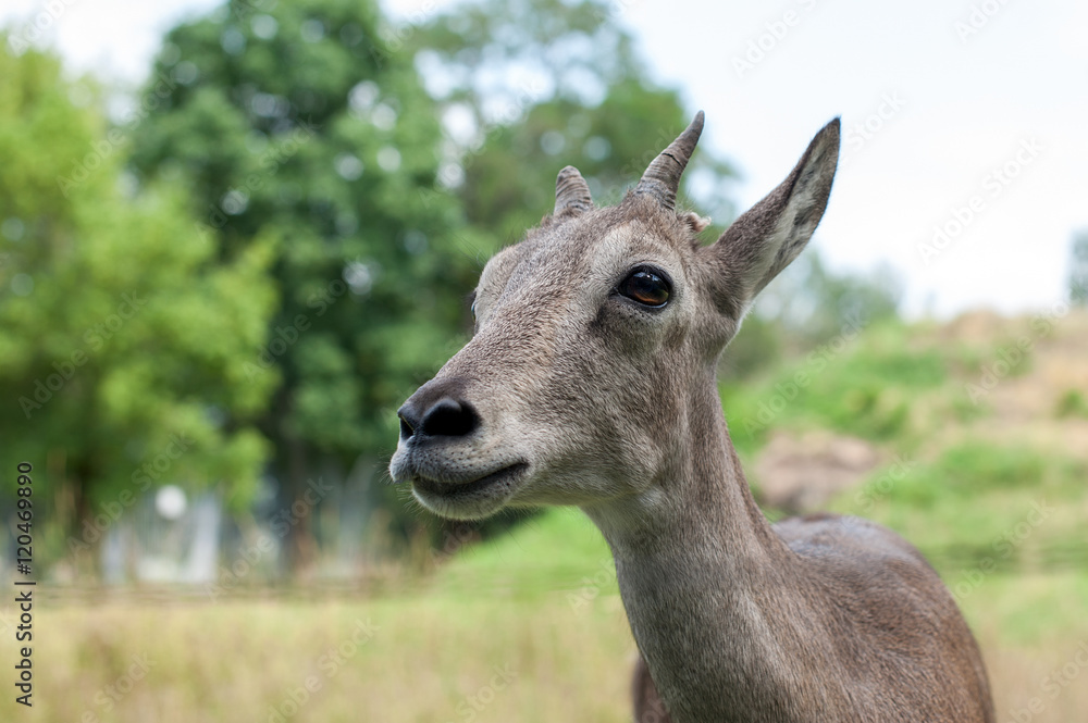 Fototapeta premium The head of a young gazelle close-up