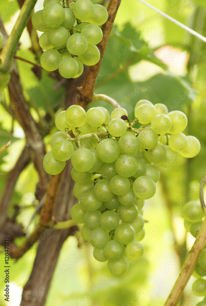The branch of grapes growing in the garden. The branch of grapes growing in the garden.