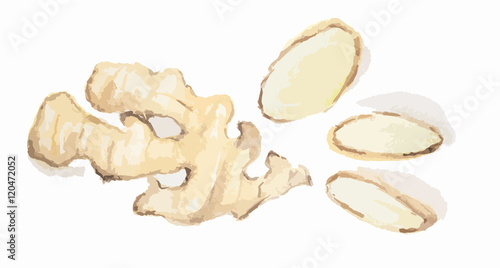 Watercolor isolated ginger. Spicy and pungent seasoning. Organic herbal vitamin. Ingredient for spicy food and beverage.