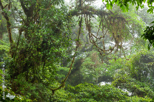 Fototapeta Naklejka Na Ścianę i Meble -  Misty rainforest in Monteverde cloud forest reserve