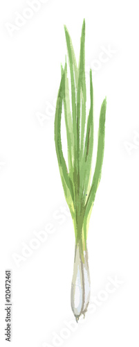 Watercolor isolated green onion on white background. Fresh and healthy fruit with vitamins. Natural vegan food.