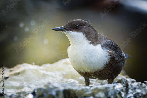 White-throated Dipper