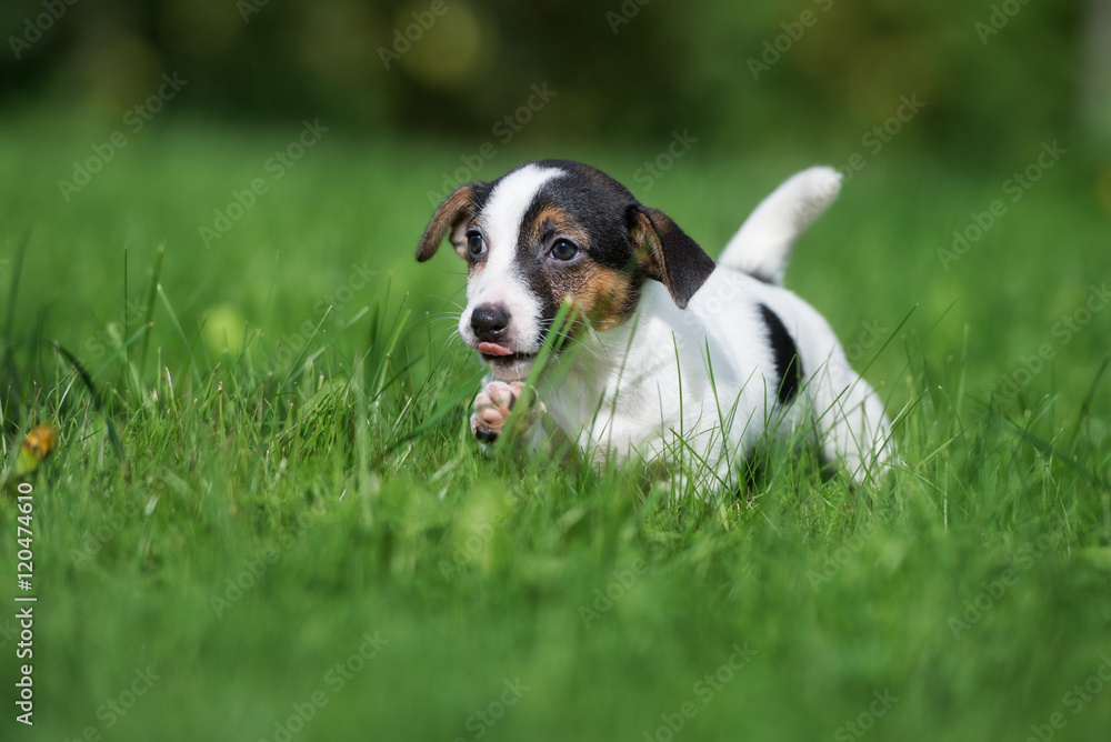 funny jack russell terrier puppy walking on grass