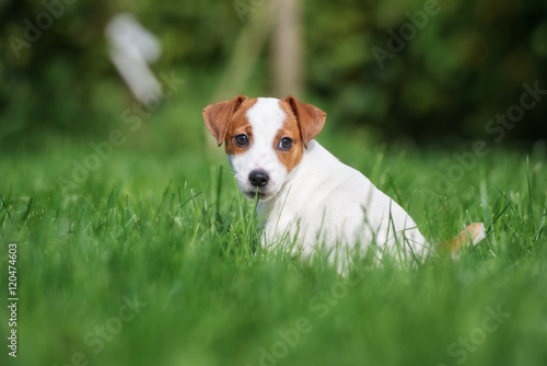 jack russell terrier puppy sitting on grass