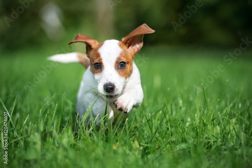 adorable jack russell terrier puppy running outdoors photo