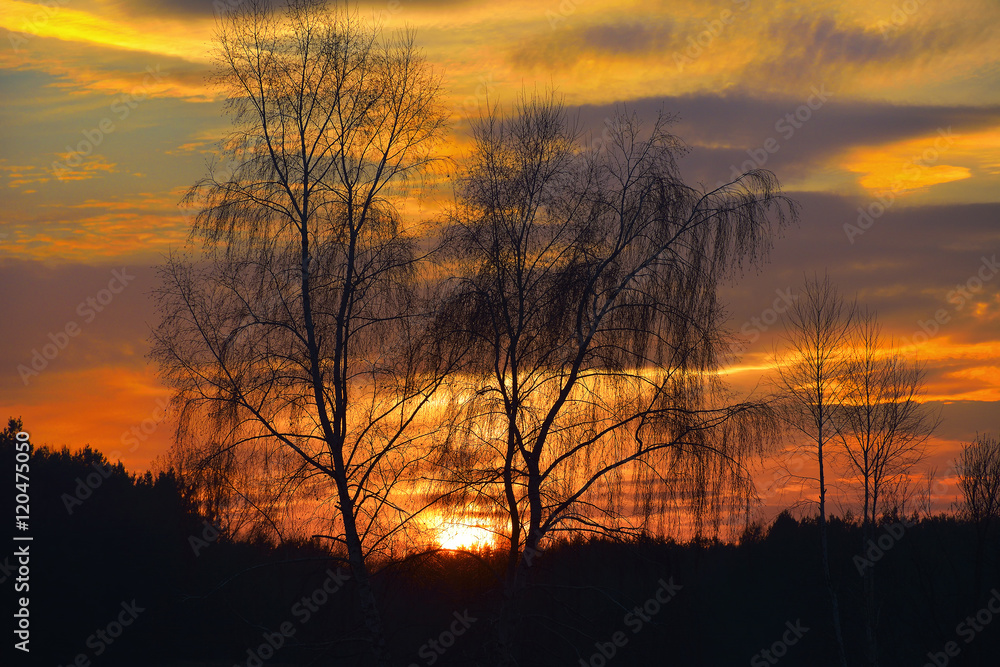 In the evening, the tree silhouette, very beautiful