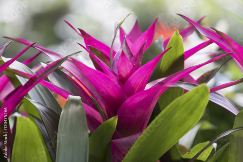 guzmania lingulata plant in the garden