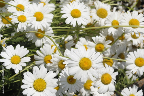 white daisies