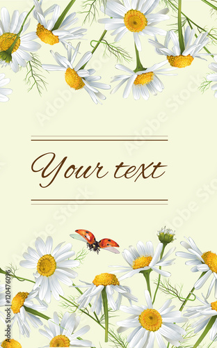 Chamomile flowers banner