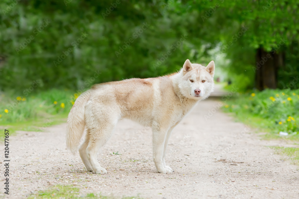 Wolf grey color. The adult male is on the road age 2 years