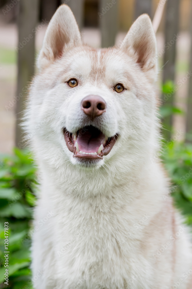Portrait of a dog. Husky gray Portrait of a dog. Husky gray