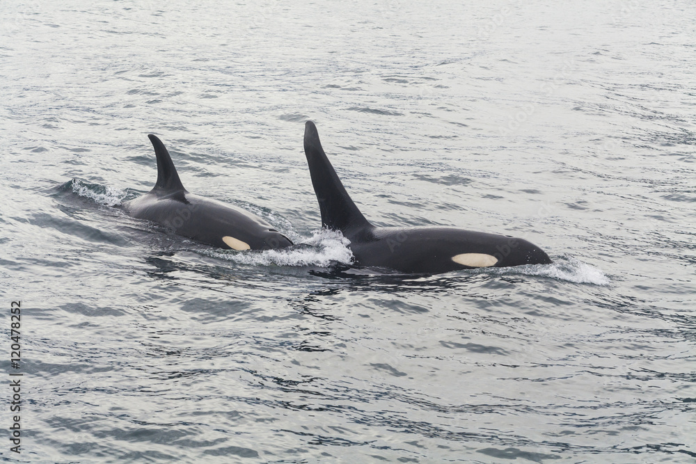 Fototapeta premium Two large killer whale at coast of the Kamchatka Peninsula.