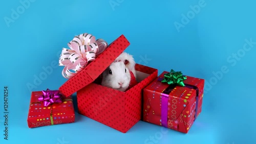 Wallpaper Mural Christmas gift box surprise, white rabbit opening present box, on blue chroma key Torontodigital.ca