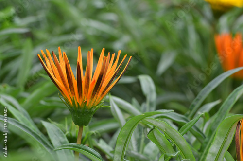 Beautiful orange gazania flower