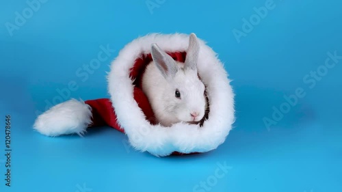 Cute rabbit in a Santa hat sits and relaxing, blue screen ready for chroma key photo