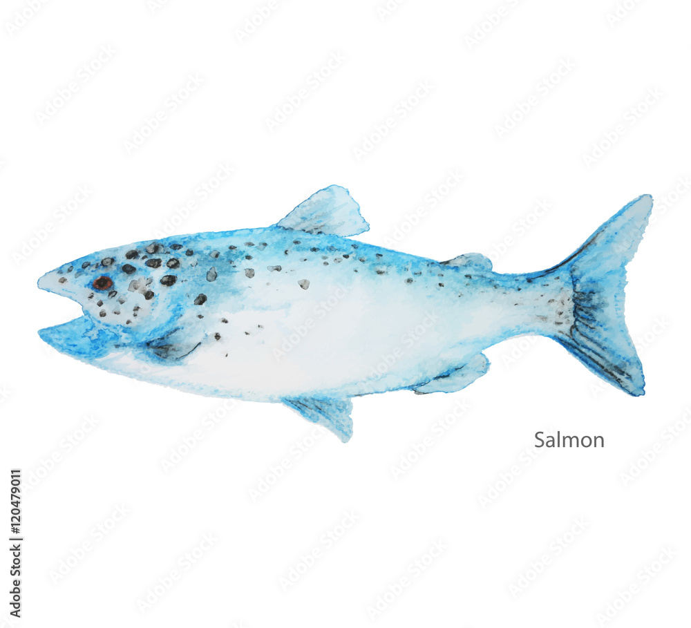 Salmon fish water color painting vector on a white background