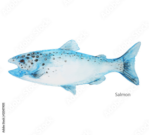 Salmon fish water color painting vector on a white background