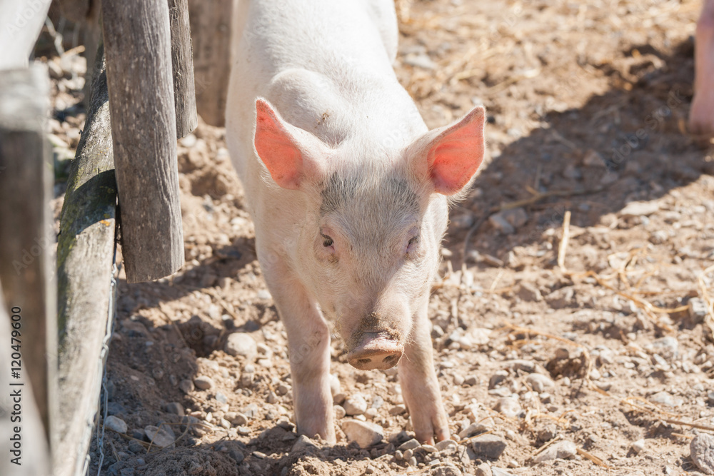 Cute pink pig in a barnyard Cute pink pig in a barnyard
