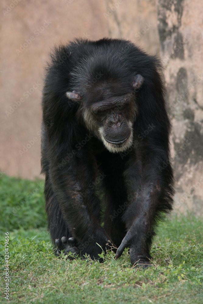 Chimpanzee Chimpanzee
