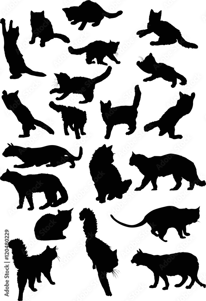 twenty black cats collection