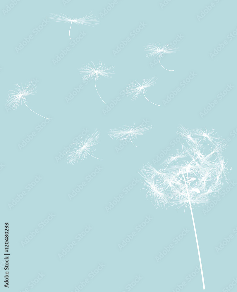Fototapeta premium round dandelion with flying seeds white silhouette
