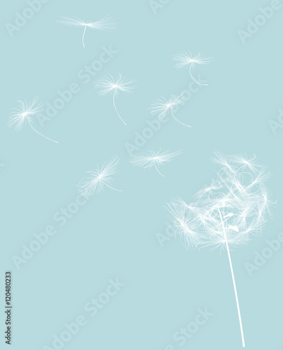 round dandelion with flying seeds white silhouette