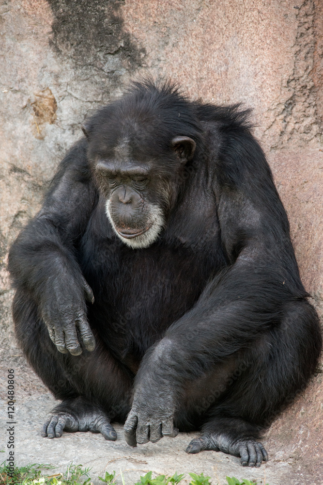 Chimpanzee