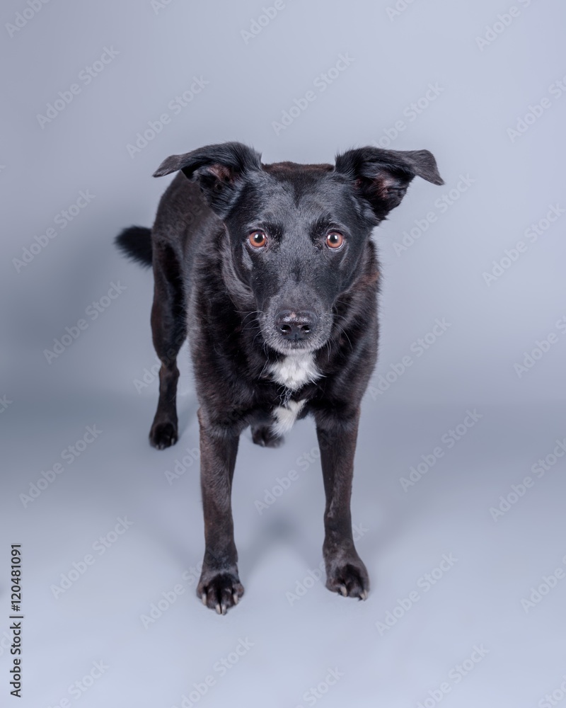 Dog on background. taken in a studio. Dog on background. taken in a studio.