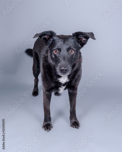 Dog on background. taken in a studio.