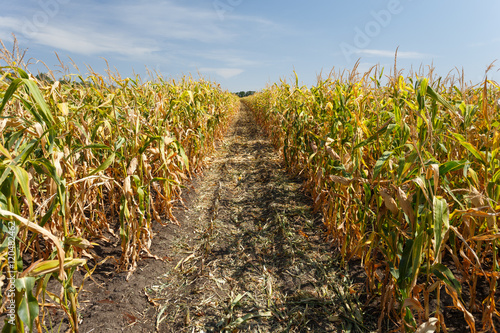 Inside the cornfield, end of summer
