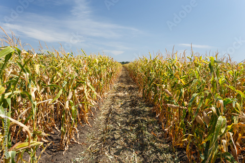 Inside the cornfield, end of summer