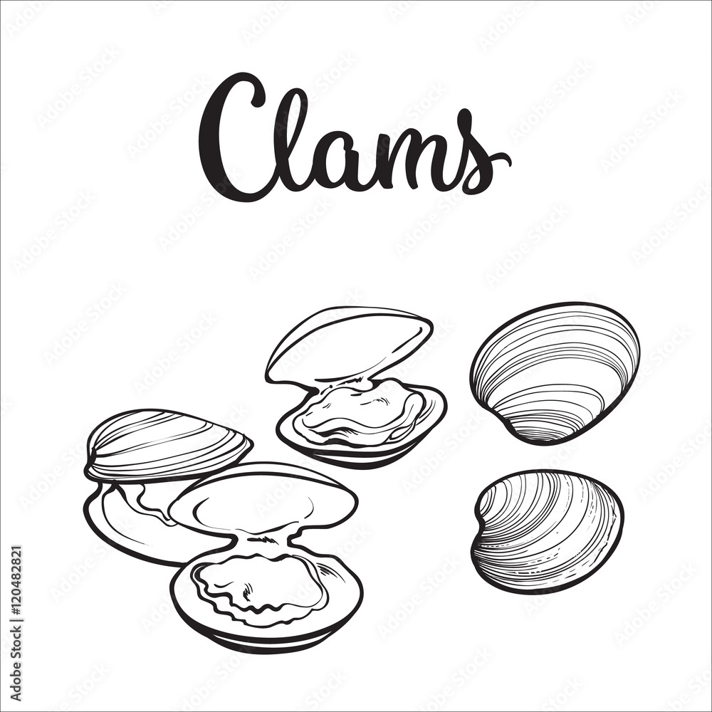 Clams, mussels, seafood, sketch style vector illustration isolated on white background. Drawing of clams as a common seafood delicacy. Edible underwater mussels, healthy organic shellfish food