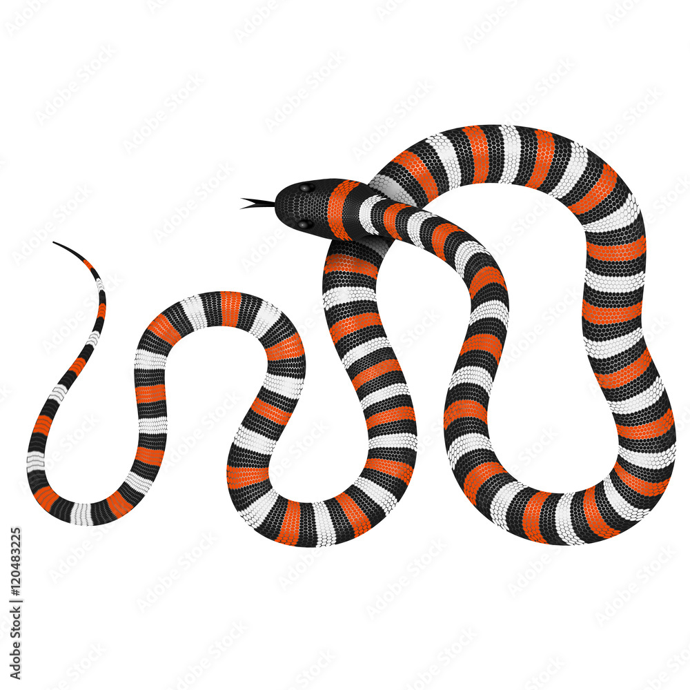 Obraz premium Coral snake vector illustration isolated on white. Tropical serpent EPS image